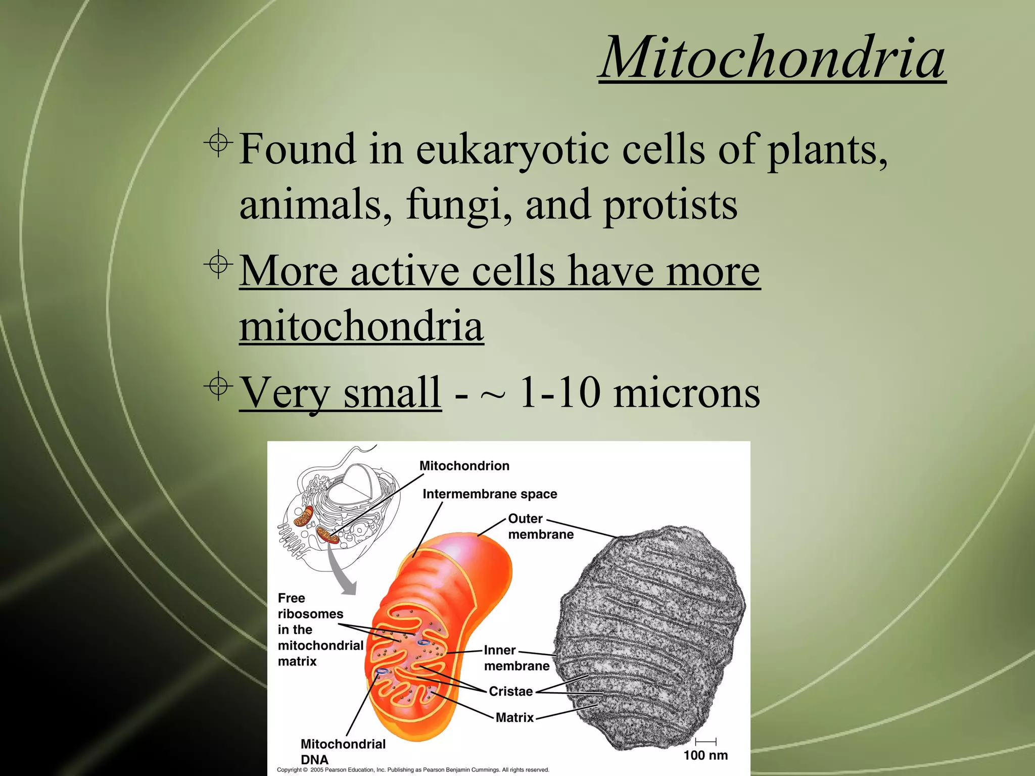 Mitochondria
Found in eukaryotic cells of plants,
animals, fungi, and protists
More active cells have more
mitochondria
Very small - ~ 1-10 microns
 