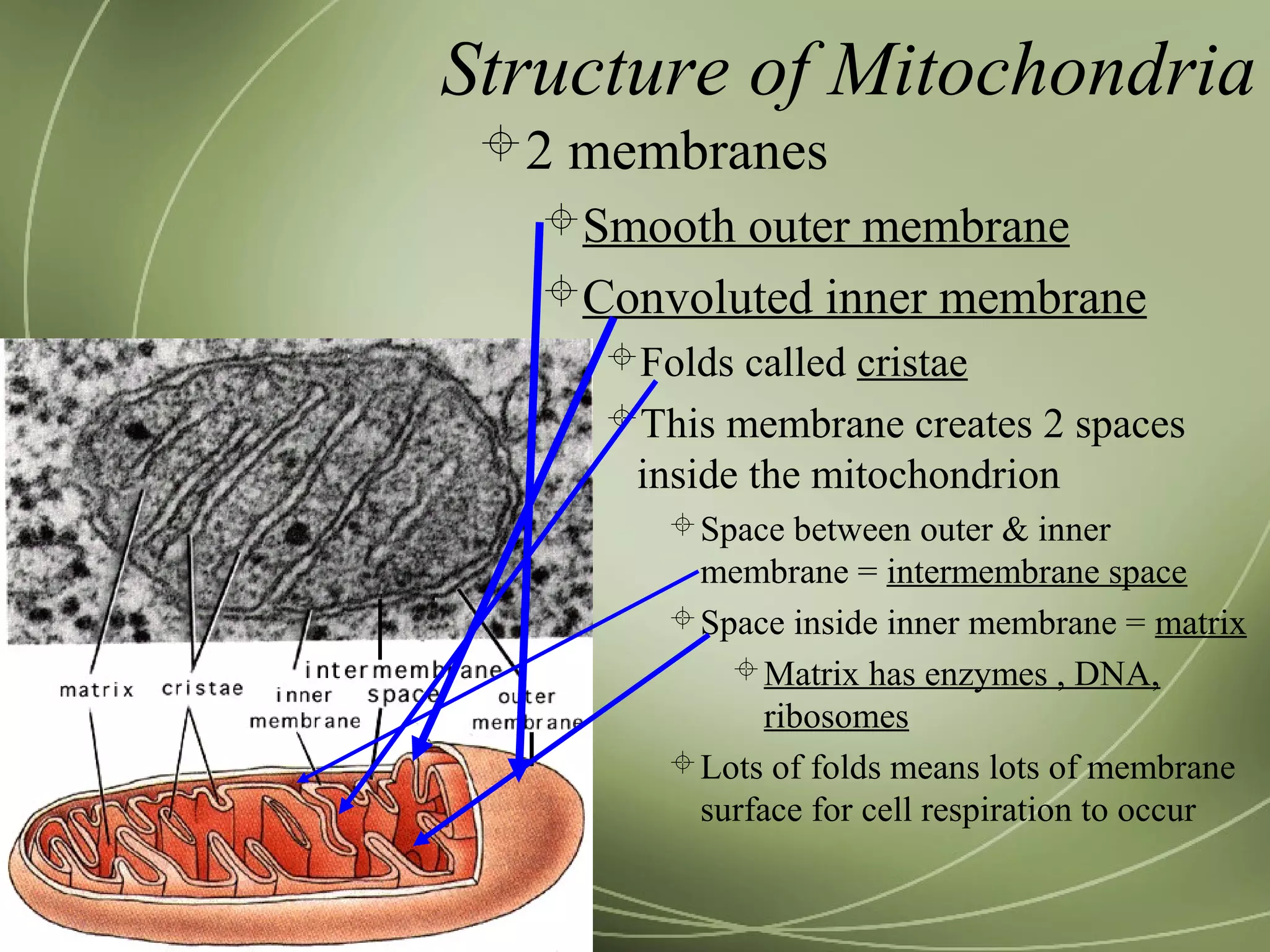 Structure of Mitochondria
2 membranes
Smooth outer membrane
Convoluted inner membrane
Folds called cristae
This membrane creates 2 spaces
inside the mitochondrion
Space between outer & inner
membrane = intermembrane space
Space inside inner membrane = matrix
Matrix has enzymes , DNA,
ribosomes
Lots of folds means lots of membrane
surface for cell respiration to occur
 