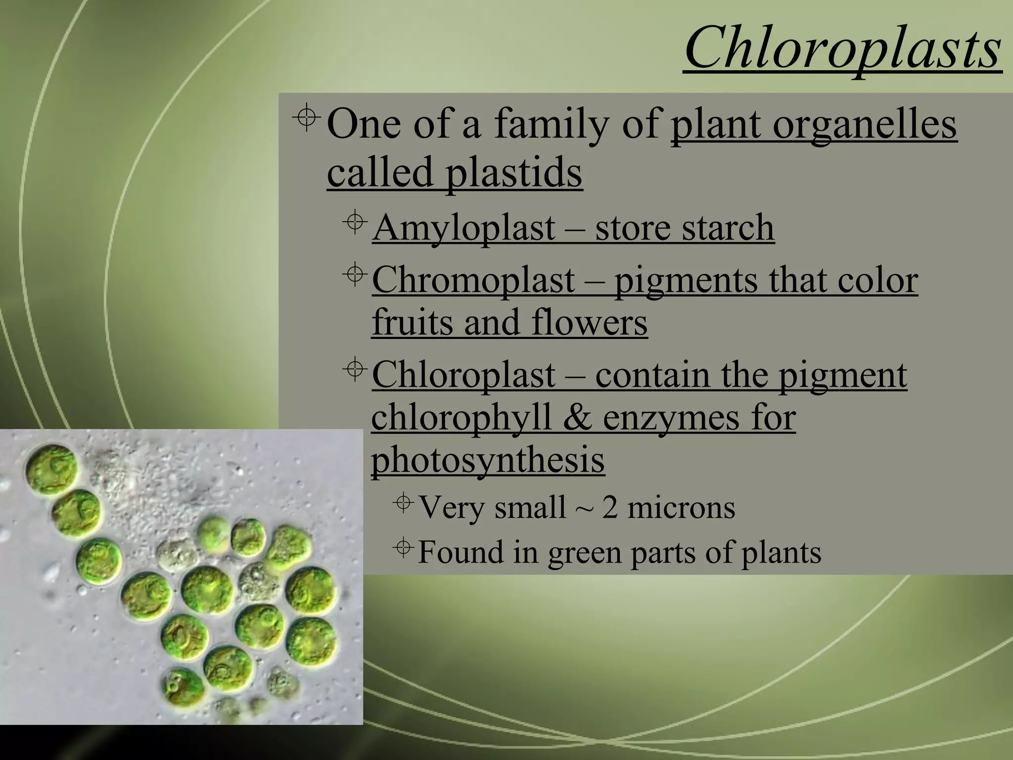 Chloroplasts
One of a family of plant organelles
called plastids
Amyloplast – store starch
Chromoplast – pigments that color
fruits and flowers
Chloroplast – contain the pigment
chlorophyll & enzymes for
photosynthesis
Very small ~ 2 microns
Found in green parts of plants
 
