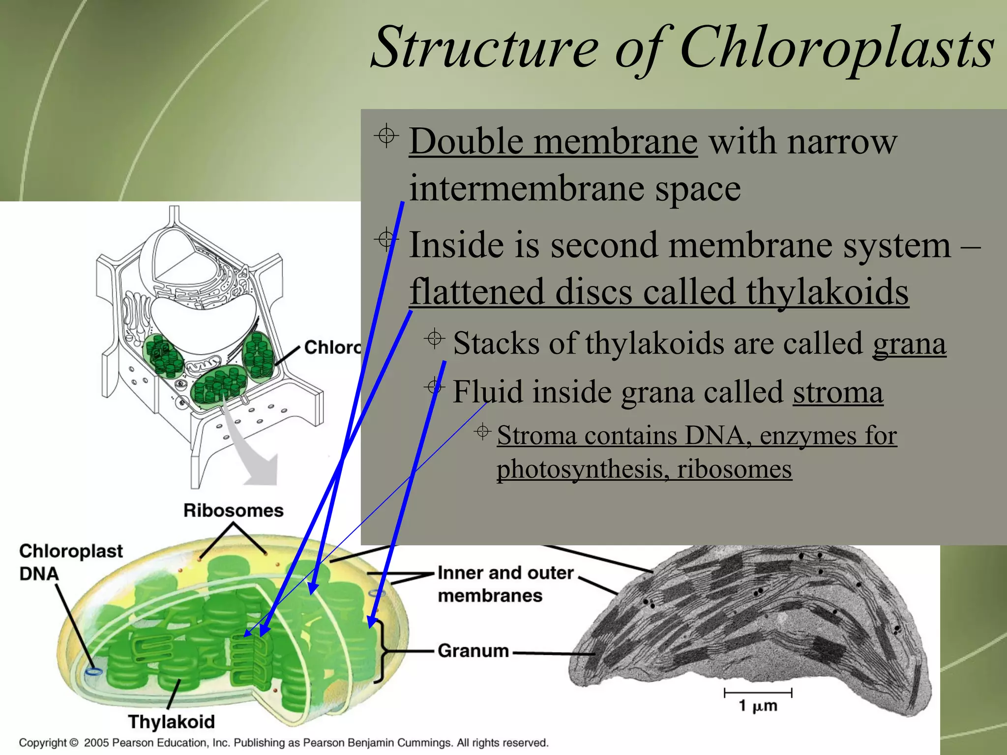 Structure of Chloroplasts
 Double membrane with narrow
intermembrane space
 Inside is second membrane system –
flattened discs called thylakoids
Stacks of thylakoids are called grana
Fluid inside grana called stroma
Stroma contains DNA, enzymes for
photosynthesis, ribosomes
 