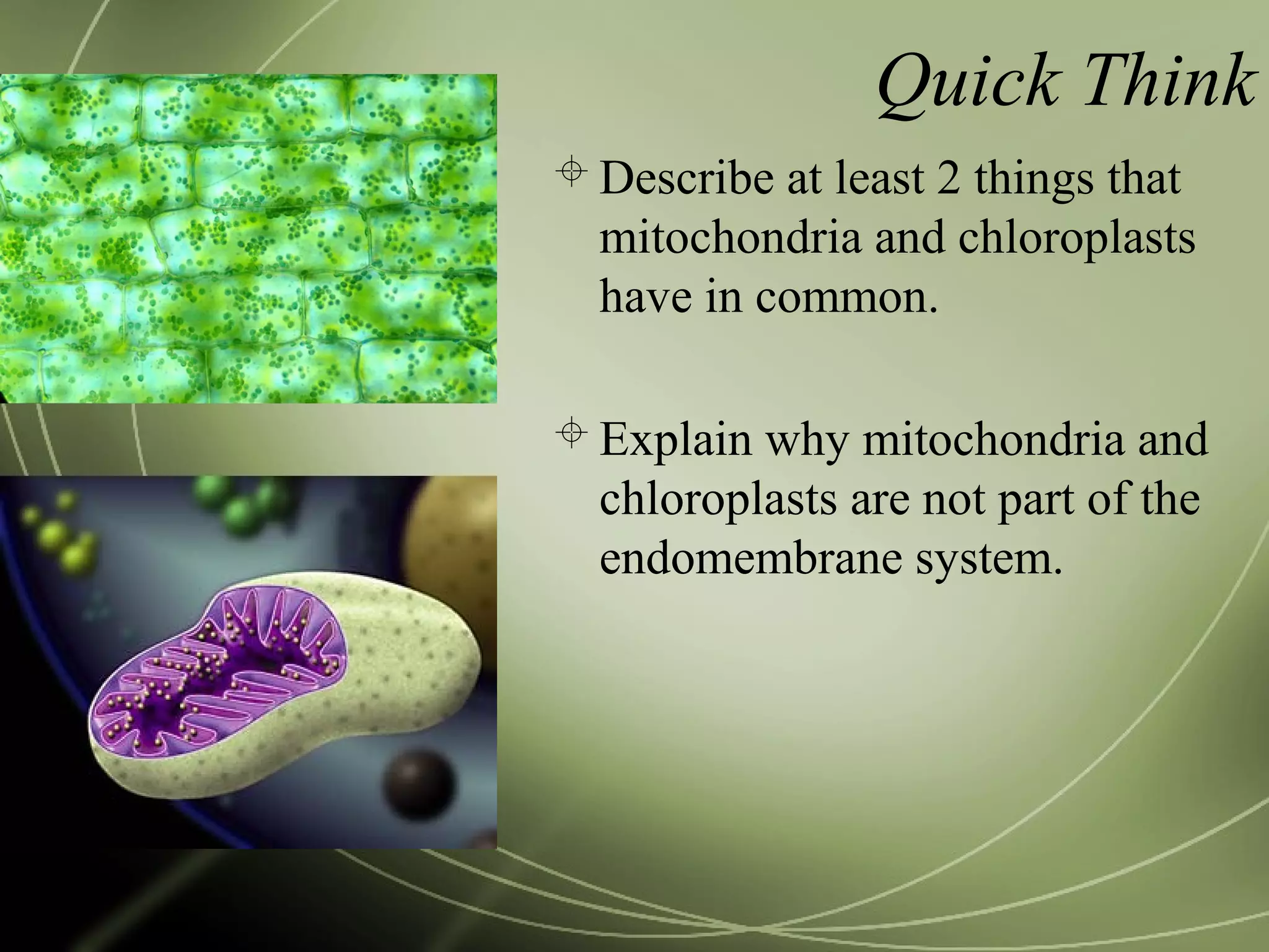 Quick Think
Describe at least 2 things that
mitochondria and chloroplasts
have in common.
Explain why mitochondria and
chloroplasts are not part of the
endomembrane system.
 
