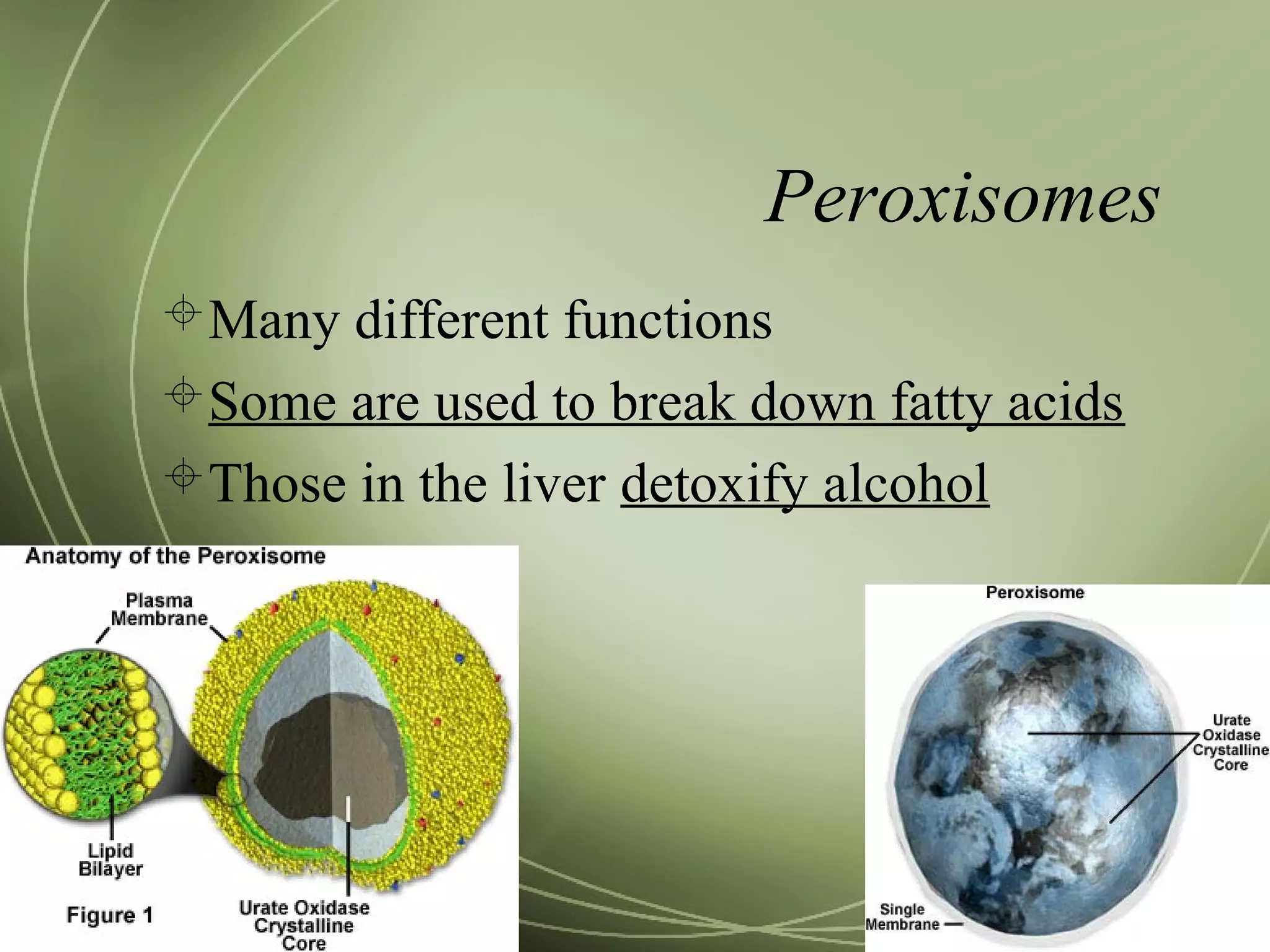 Peroxisomes
Many different functions
Some are used to break down fatty acids
Those in the liver detoxify alcohol
 