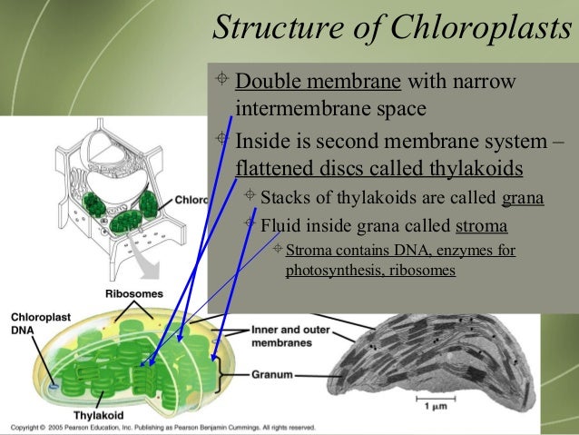AP Bio Ch. 6.5 - 6.6