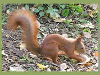 651- Greedy squirrel