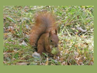 651- Greedy squirrel