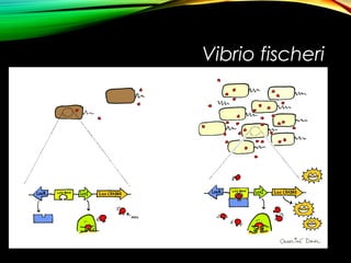 Vibrio fischeri
 