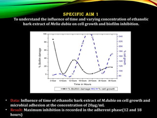 • Data: Influence of time of ethanolic bark extract of M.dubia on cell growth and
microbial adhesion at the concentration of 20μg/mL
• Result: Maximum inhibition is recorded in the adherent phase(12 and 18
hours)
Specific aim 1
To understand the influence of time and varying concentration of ethanolic
bark extract of Melia dubia on cell growth and biofilm inhibition.
 