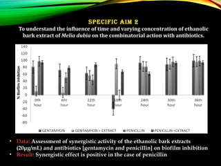 • Data: Assessment of synergistic activity of the ethanolic bark extracts
(20μg/mL) and antibiotics [gentamycin and penicillin] on biofilm inhibition
• Result: Synergistic effect is positive in the case of penicillin
Specific aim 2
To understand the influence of time and varying concentration of ethanolic
bark extract of Melia dubia on the combinatorial action with antibiotics.
 