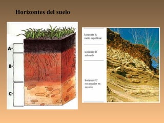Horizontes del suelo
 