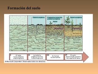 Formación del suelo
 