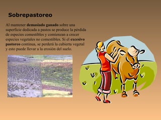 Sobrepastoreo
Al mantener demasiado ganado sobre una
superficie dedicada a pastos se produce la pérdida
de especies comestibles y comienzan a crecer
especies vegetales no comestibles. Si el excesivo
pastoreo continua, se perderá la cubierta vegetal
y esto puede llevar a la erosión del suelo.
 