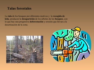 Talas forestales

La tala de los bosques por diferentes motivos y la recogida de
leña, producen la desaparición de los árboles de los bosques, con
lo que hay una progresiva deforestación y erosión que llevan a la
desertización de la zona.
 