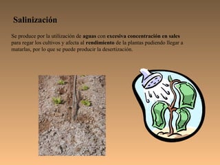 Salinización
Se produce por la utilización de aguas con excesiva concentración en sales
para regar los cultivos y afecta al rendimiento de la plantas pudiendo llegar a
matarlas, por lo que se puede producir la desertización.
 