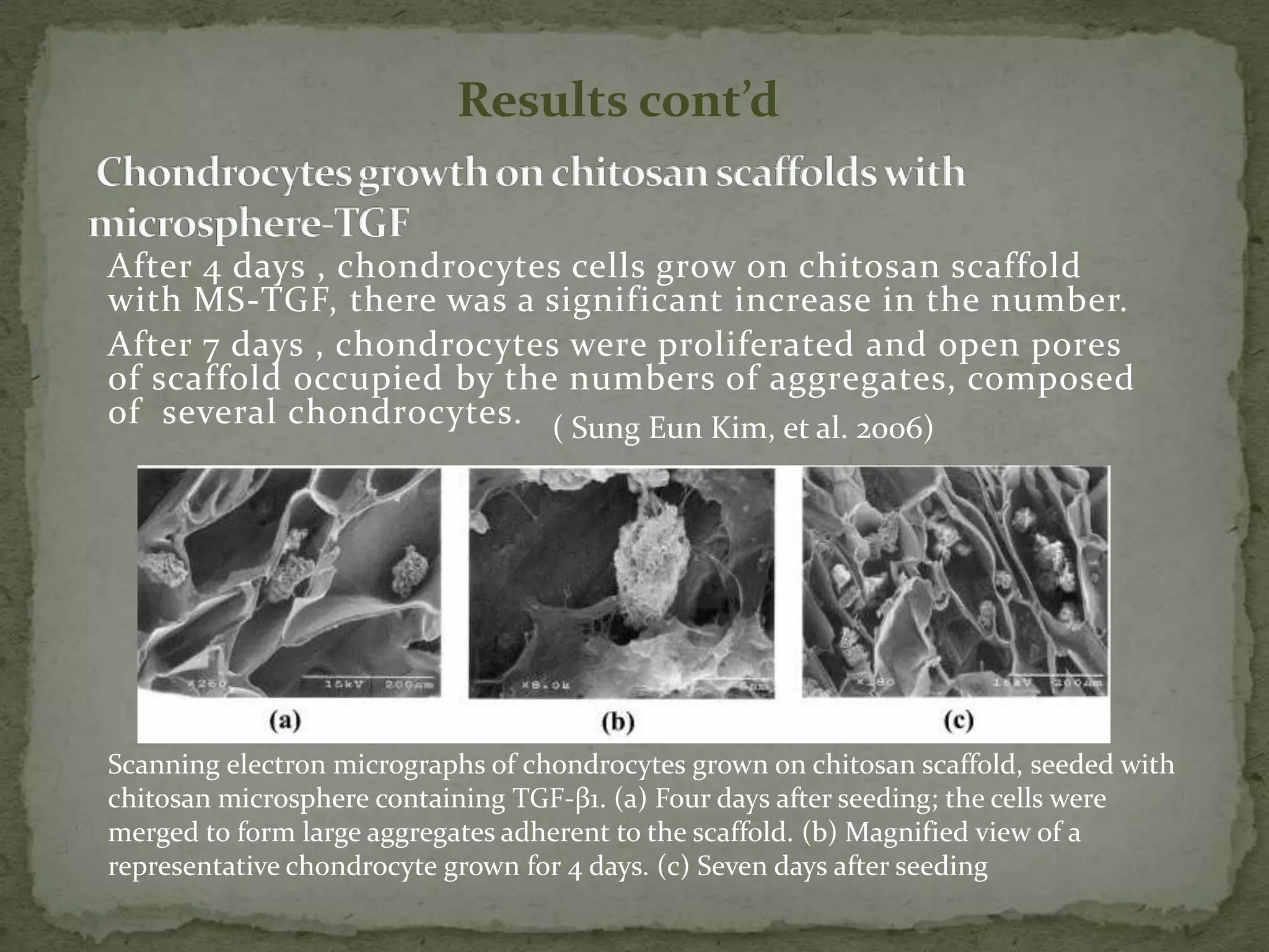 Results cont’d


After 4 days , chondrocytes cells grow on chitosan scaffold
with MS-TGF, there was a significant increase in the number.
After 7 days , chondrocytes were proliferated and open pores
of scaffold occupied by the numbers of aggregates, composed
of several chondrocytes. ( Sung Eun Kim, et al. 2006)




Scanning electron micrographs of chondrocytes grown on chitosan scaffold, seeded with
chitosan microsphere containing TGF-β1. (a) Four days after seeding; the cells were
merged to form large aggregates adherent to the scaffold. (b) Magnified view of a
representative chondrocyte grown for 4 days. (c) Seven days after seeding
 