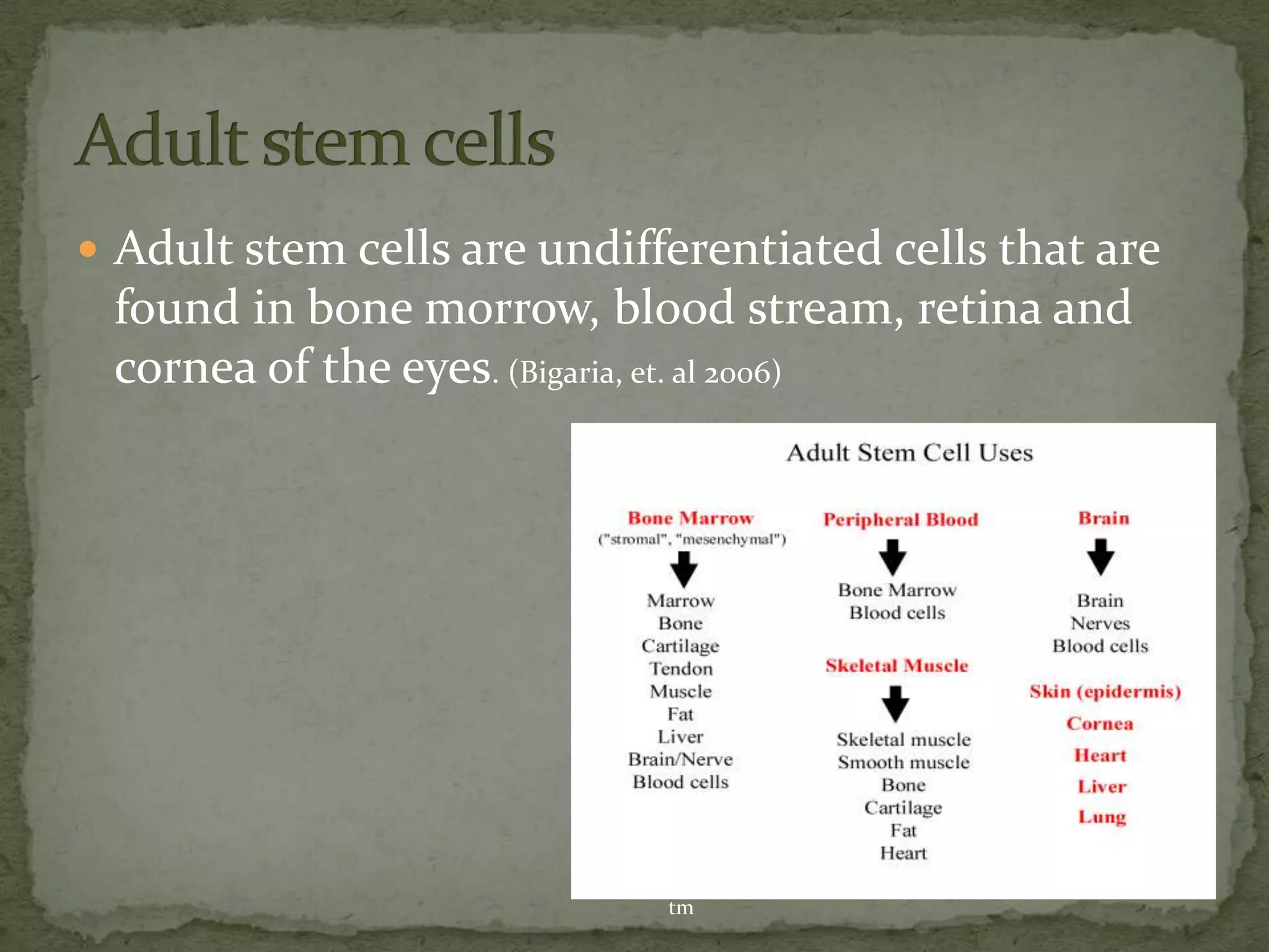  Adult stem cells are undifferentiated cells that are
 found in bone morrow, blood stream, retina and
 cornea of the eyes. (Bigaria, et. al 2006)




                             http://www.stemcellresearch.org/testimony/prentice.h
                             tm
 