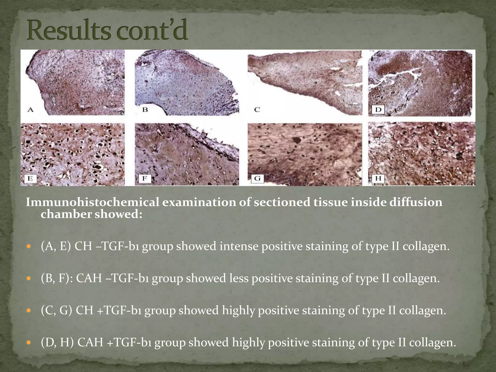 Immunohistochemical examination of sectioned tissue inside diffusion
  chamber showed:

 (A, E) CH –TGF-b1 group showed intense positive staining of type II collagen.


 (B, F): CAH –TGF-b1 group showed less positive staining of type II collagen.


 (C, G) CH +TGF-b1 group showed highly positive staining of type II collagen.


 (D, H) CAH +TGF-b1 group showed highly positive staining of type II collagen.
 