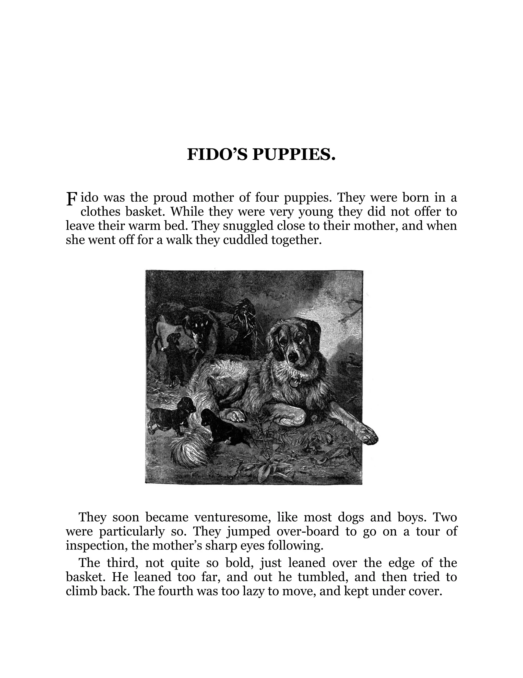 F
FIDO’S PUPPIES.
ido was the proud mother of four puppies. They were born in a
clothes basket. While they were very young they did not offer to
leave their warm bed. They snuggled close to their mother, and when
she went off for a walk they cuddled together.
They soon became venturesome, like most dogs and boys. Two
were particularly so. They jumped over-board to go on a tour of
inspection, the mother’s sharp eyes following.
The third, not quite so bold, just leaned over the edge of the
basket. He leaned too far, and out he tumbled, and then tried to
climb back. The fourth was too lazy to move, and kept under cover.
 