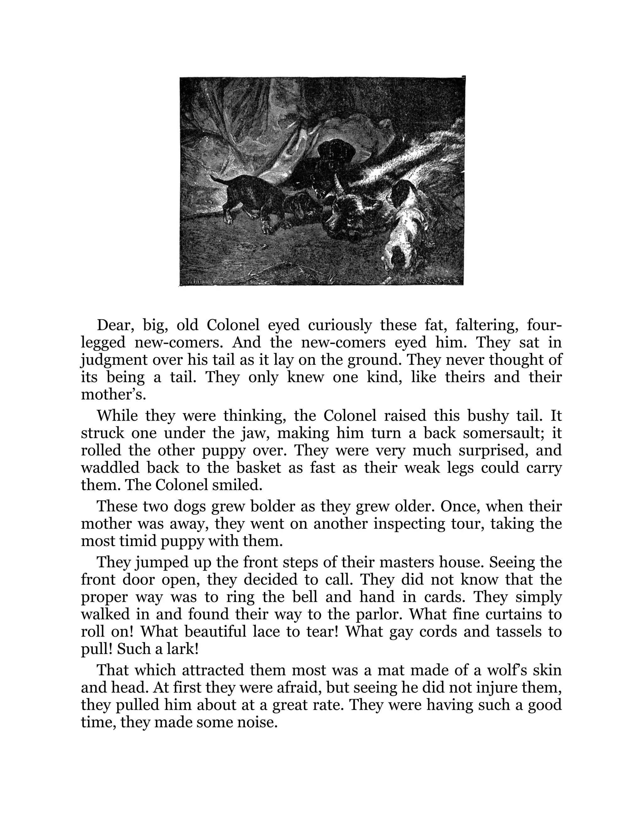 Dear, big, old Colonel eyed curiously these fat, faltering, four-
legged new-comers. And the new-comers eyed him. They sat in
judgment over his tail as it lay on the ground. They never thought of
its being a tail. They only knew one kind, like theirs and their
mother’s.
While they were thinking, the Colonel raised this bushy tail. It
struck one under the jaw, making him turn a back somersault; it
rolled the other puppy over. They were very much surprised, and
waddled back to the basket as fast as their weak legs could carry
them. The Colonel smiled.
These two dogs grew bolder as they grew older. Once, when their
mother was away, they went on another inspecting tour, taking the
most timid puppy with them.
They jumped up the front steps of their masters house. Seeing the
front door open, they decided to call. They did not know that the
proper way was to ring the bell and hand in cards. They simply
walked in and found their way to the parlor. What fine curtains to
roll on! What beautiful lace to tear! What gay cords and tassels to
pull! Such a lark!
That which attracted them most was a mat made of a wolf’s skin
and head. At first they were afraid, but seeing he did not injure them,
they pulled him about at a great rate. They were having such a good
time, they made some noise.
 