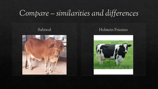 Compare – similarities and differences
Sahiwal Holstein Friesian
 
