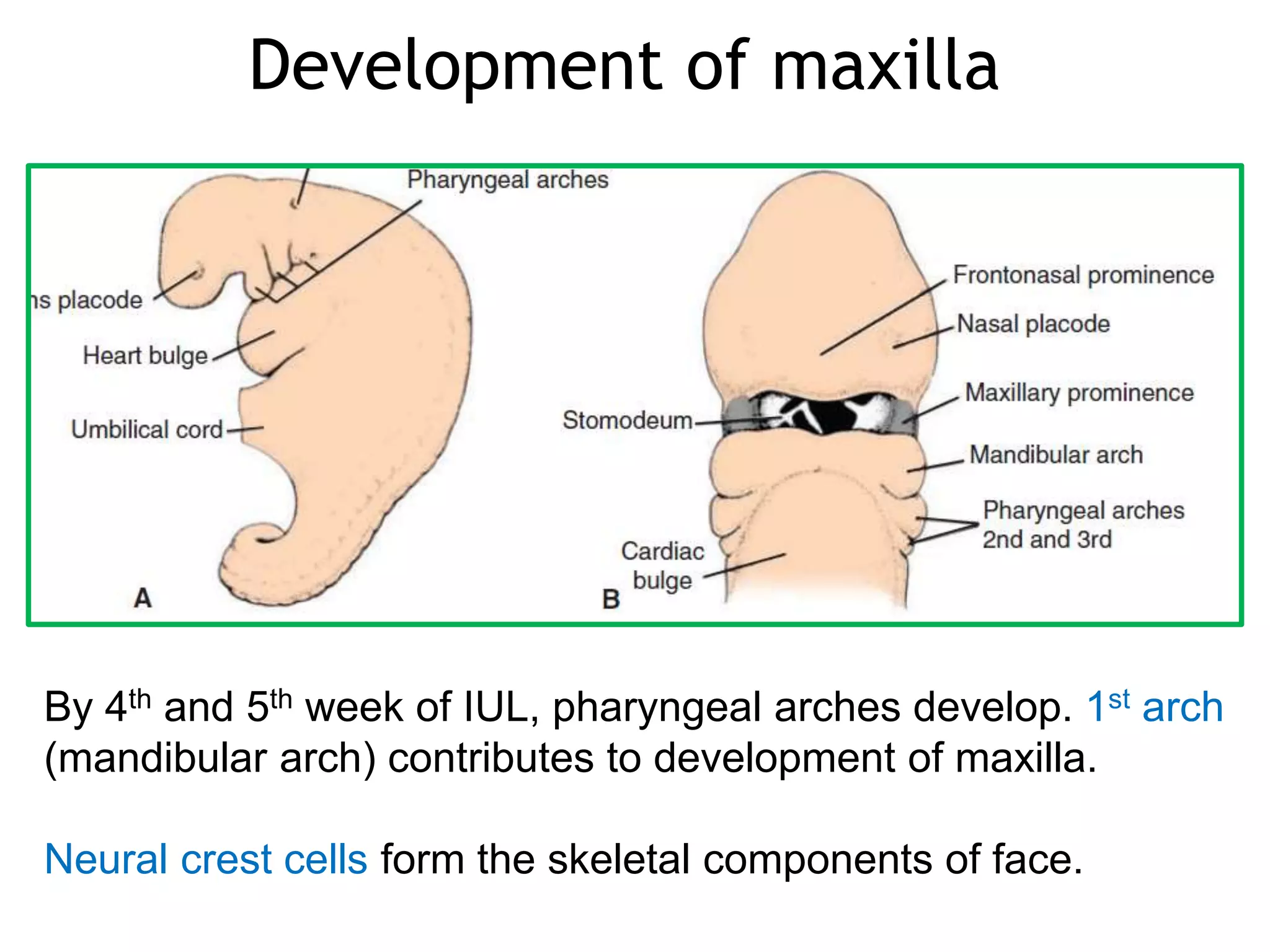 growth-of-maxilla-pptx