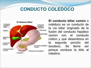CONDUCTO COLEDOCO
El conducto biliar común o
colédoco es un conducto de
la vía biliar originado de la
fusión del conducto hepático
común con el conducto
cístico y que desemboca en
la segunda porción del
duodeno. Se llama así
porque conduce la bilis al
intestino.
 
