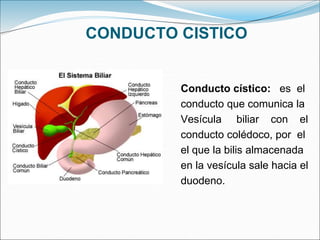 CONDUCTO CISTICO
Conducto cístico: es el
conducto que comunica la
Vesícula biliar con el
conducto colédoco, por el
el que la bilis almacenada
en la vesícula sale hacia el
duodeno.
 
