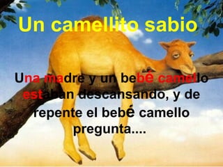 Un camellito sabio U na ma dre y un be b é  camel lo  est aban descansando, y de repente el beb é  camello pregunta....  