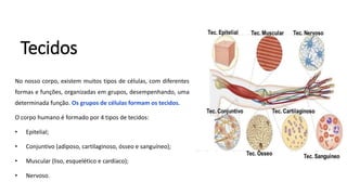 Tecidos
No nosso corpo, existem muitos tipos de células, com diferentes
formas e funções, organizadas em grupos, desempenhando, uma
determinada função. Os grupos de células formam os tecidos.
O corpo humano é formado por 4 tipos de tecidos:
• Epitelial;
• Conjuntivo (adiposo, cartilaginoso, ósseo e sanguíneo);
• Muscular (liso, esquelético e cardíaco);
• Nervoso.
 