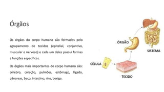 Órgãos
Os órgãos do corpo humano são formados pelo
agrupamento de tecidos (epitelial, conjuntivo,
muscular e nervoso) e cada um deles possui formas
e funções específicas.
Os órgãos mais importantes do corpo humano são:
cérebro, coração, pulmões, estômago, fígado,
pâncreas, baço, intestino, rins, bexiga.
 