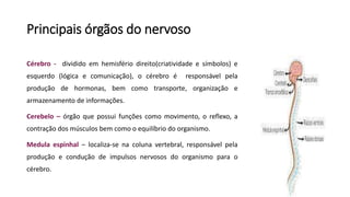 Principais órgãos do nervoso
Cérebro - dividido em hemisfério direito(criatividade e símbolos) e
esquerdo (lógica e comunicação), o cérebro é responsável pela
produção de hormonas, bem como transporte, organização e
armazenamento de informações.
Cerebelo – órgão que possui funções como movimento, o reflexo, a
contração dos músculos bem como o equilíbrio do organismo.
Medula espinhal – localiza-se na coluna vertebral, responsável pela
produção e condução de impulsos nervosos do organismo para o
cérebro.
 
