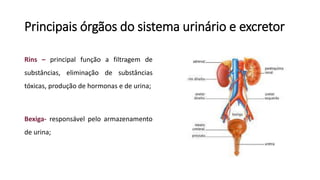 Principais órgãos do sistema urinário e excretor
Rins – principal função a filtragem de
substâncias, eliminação de substâncias
tóxicas, produção de hormonas e de urina;
Bexiga- responsável pelo armazenamento
de urina;
 