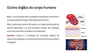 Outros órgãos do corpo humano
Baço- as suas funções são a produção de anticorpos e hemácias e
armazenamento de sangue e libertação de hormonas;
Pele- revestimento externo do corpo, é um órgão que faz parte do
sistema tegumentar e as suas principais funções são: proteção,
reserva de nutrientes e equilíbrio da temperatura.
Apêndice- função é a produção de anticorpos (defesa do
organismo), produção e armazenamento de bactérias que auxiliam
na digestão.
 