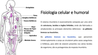 Fisiologia celular e humoral
O sistema imunitário é essencialmente composto por uma série
de estruturas, tecidos e órgãos linfoides, onde são fabricados e
amadurecidos os principais elementos defensivos - os glóbulos
brancos ou leucócitos.
Os glóbulos brancos ou leucócitos, que percorrem
ininterruptamente o corpo ao circularem pelos vasos sanguíneos
e linfáticos, para além de estarem presentes nos vários tecidos
do organismo, são os protagonistas da resposta imunitária.
 