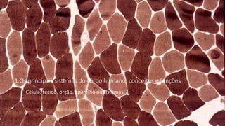 1.Os principais sistemas do corpo humano: conceitos e funções
Célula, tecido, órgão, aparelho ou sistemas
 