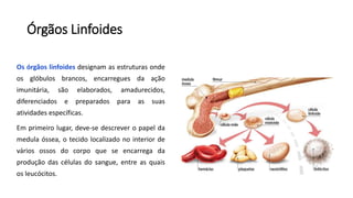 Órgãos Linfoides
Os órgãos linfoides designam as estruturas onde
os glóbulos brancos, encarregues da ação
imunitária, são elaborados, amadurecidos,
diferenciados e preparados para as suas
atividades específicas.
Em primeiro lugar, deve-se descrever o papel da
medula óssea, o tecido localizado no interior de
vários ossos do corpo que se encarrega da
produção das células do sangue, entre as quais
os leucócitos.
 