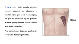 O baço é um órgão situado na parte
superior esquerda do abdómen e
imediatamente por baixo do diafragma,
no qual se produzem alguns glóbulos
brancos, para passarem imediatamente
à circulação sanguínea.
Para além disso, o baço age igualmente
como filtro de microrganismos.
 