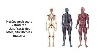 Noções gerais sobre
estrutura e
classificação dos
ossos, articulações e
músculos
 
