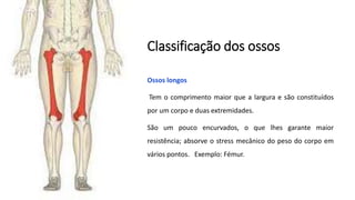 Classificação dos ossos
Ossos longos
Tem o comprimento maior que a largura e são constituídos
por um corpo e duas extremidades.
São um pouco encurvados, o que lhes garante maior
resistência; absorve o stress mecânico do peso do corpo em
vários pontos. Exemplo: Fémur.
 