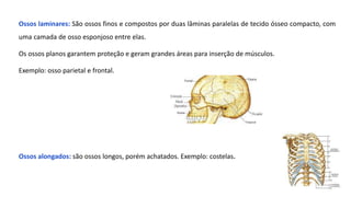 Ossos laminares: São ossos finos e compostos por duas lâminas paralelas de tecido ósseo compacto, com
uma camada de osso esponjoso entre elas.
Os ossos planos garantem proteção e geram grandes áreas para inserção de músculos.
Exemplo: osso parietal e frontal.
Ossos alongados: são ossos longos, porém achatados. Exemplo: costelas.
 