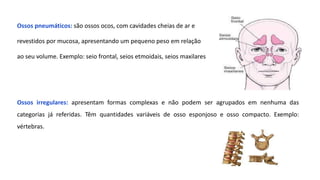Ossos pneumáticos: são ossos ocos, com cavidades cheias de ar e
revestidos por mucosa, apresentando um pequeno peso em relação
ao seu volume. Exemplo: seio frontal, seios etmoidais, seios maxilares
Ossos irregulares: apresentam formas complexas e não podem ser agrupados em nenhuma das
categorias já referidas. Têm quantidades variáveis de osso esponjoso e osso compacto. Exemplo:
vértebras.
 