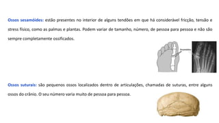 Ossos sesamóides: estão presentes no interior de alguns tendões em que há considerável fricção, tensão e
stress físico, como as palmas e plantas. Podem variar de tamanho, número, de pessoa para pessoa e não são
sempre completamente ossificados.
Ossos suturais: são pequenos ossos localizados dentro de articulações, chamadas de suturas, entre alguns
ossos do crânio. O seu número varia muito de pessoa para pessoa.
 