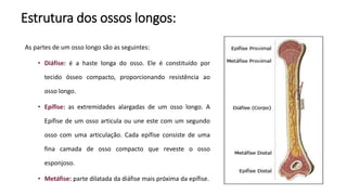 Estrutura dos ossos longos:
As partes de um osso longo são as seguintes:
• Diáfise: é a haste longa do osso. Ele é constituído por
tecido ósseo compacto, proporcionando resistência ao
osso longo.
• Epífise: as extremidades alargadas de um osso longo. A
Epífise de um osso articula ou une este com um segundo
osso com uma articulação. Cada epífise consiste de uma
fina camada de osso compacto que reveste o osso
esponjoso.
• Metáfise: parte dilatada da diáfise mais próxima da epífise.
 