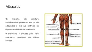 Músculos
Os músculos são estruturas
individualizadas que cruzam uma ou mais
articulações e pela sua contração são
capazes de transmitir-lhe movimento.
O movimento é efetuado pelas fibras
musculares, controladas pelo sistema
nervoso.
 