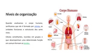 Níveis de organização
Quando analisamos o corpo humano,
verificamos que ele é formado por células, as
unidades funcionais e estruturais dos seres
vivos.
Células semelhantes, reunidas em grupos e
que desempenham uma determinada função
em comum formam os tecidos.
 