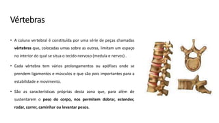 Vértebras
• A coluna vertebral é constituída por uma série de peças chamadas
vértebras que, colocadas umas sobre as outras, limitam um espaço
no interior do qual se situa o tecido nervoso (medula e nervos) .
• Cada vértebra tem vários prolongamentos ou apófises onde se
prendem ligamentos e músculos e que são pois importantes para a
estabilidade e movimento.
• São as características próprias desta zona que, para além de
sustentarem o peso do corpo, nos permitem dobrar, estender,
rodar, correr, caminhar ou levantar pesos.
 