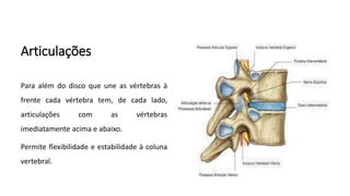 Articulações
Para além do disco que une as vértebras à
frente cada vértebra tem, de cada lado,
articulações com as vértebras
imediatamente acima e abaixo.
Permite flexibilidade e estabilidade à coluna
vertebral.
 