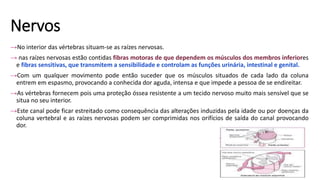 Nervos
→No interior das vértebras situam-se as raízes nervosas.
→ nas raízes nervosas estão contidas fibras motoras de que dependem os músculos dos membros inferiores
e fibras sensitivas, que transmitem a sensibilidade e controlam as funções urinária, intestinal e genital.
→Com um qualquer movimento pode então suceder que os músculos situados de cada lado da coluna
entrem em espasmo, provocando a conhecida dor aguda, intensa e que impede a pessoa de se endireitar.
→As vértebras fornecem pois uma proteção óssea resistente a um tecido nervoso muito mais sensível que se
situa no seu interior.
→Este canal pode ficar estreitado como consequência das alterações induzidas pela idade ou por doenças da
coluna vertebral e as raízes nervosas podem ser comprimidas nos orifícios de saída do canal provocando
dor.
 