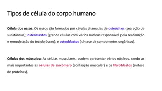 Tipos de célula do corpo humano
Célula dos ossos: Os ossos são formados por células chamadas de osteócitos (secreção de
substâncias); osteoclastos (grande células com vários núcleos responsável pela reabsorção
e remodelação do tecido ósseo); e osteoblastos (síntese de componentes orgânicos).
Células dos músculos: As células musculares, podem apresentar vários núcleos, sendo as
mais importantes as células de sarcómero (contração muscular) e os fibroblastos (síntese
de proteínas).
 
