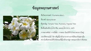 ข้อมูลพฤกษศาสตร์
ชื่อวิทยาศาสตร์: Plumeria alba L.
ชื่อวงศ์: Apocynacae
ชื่อสามัญ: Temple Tree, Plumeria, Pagoda Tree
ชื่อพื้นเมืองอื่นๆ: จาปาจีน, มะยอ, จาปาขาว, จงป่า
การขยายพันธ์: การปักชา, การตอน นิยมใช้กับกิิิงขนาดกลาง-ใหญ่
ประวัติพรรณไม้: ลีลาวดีถูกนาเข้ามาจากทางภาคใต้ของกัมพูชาเมื่อ
คราวไปตีนครธมได้รับชัยชนะจึงนาเข้ามาปลูก ตอนแรกเรียกว่าต้นขอม
 