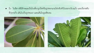 ● ใบ : ใบลีลาวดีมีลักษณะเป็นใบเดี่ยวรูปไข่หรือรูปหอกแกมไข่กลับหัวใบออกบริเวณกิ่ง และเรียกสลับ
ที่ปลายกิ่ง เส้นใบเป็นรูปขนนก และเส้นใบนูนชัดเจน
 